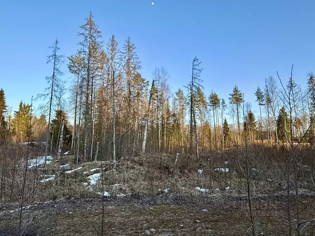 Участок в Новгородская область, Валдай ул. Алексея Маресьева, 78 (15.0 ... - Фото 1
