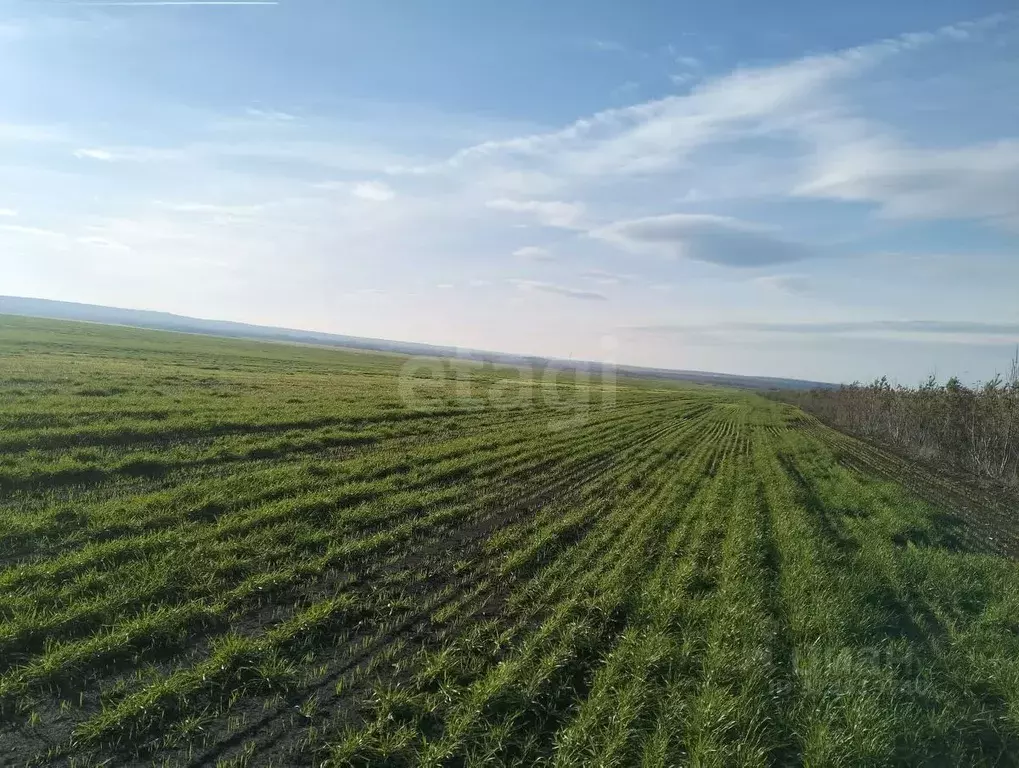 Участок в Саратовская область, Лысогорский район, Большедмитриевское ... - Фото 2