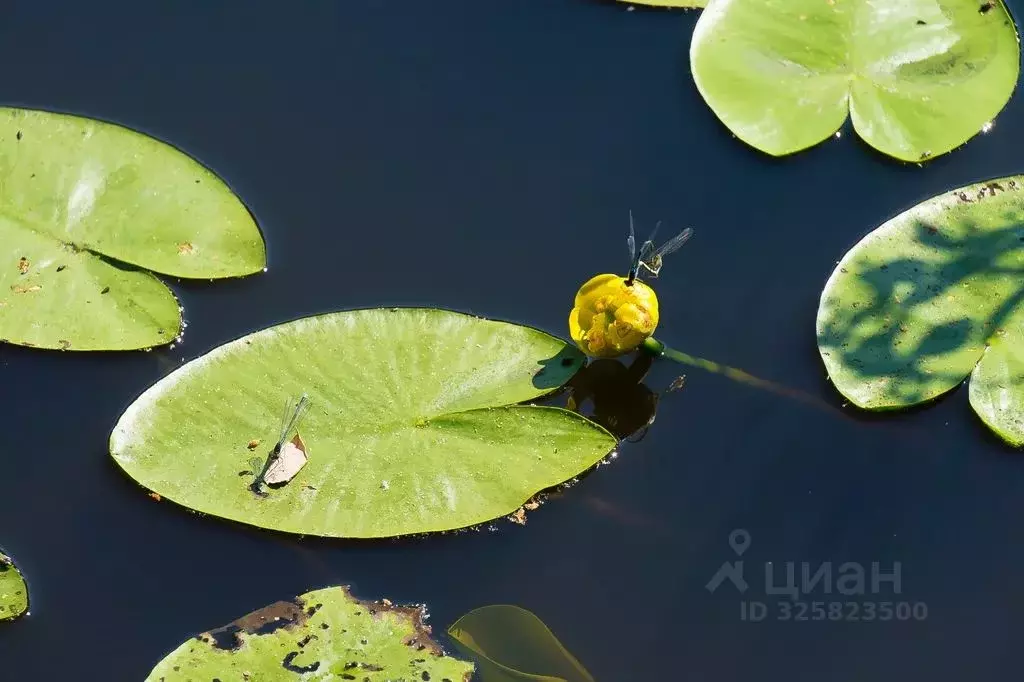 Дом в Карелия, Суоярви Заозерный пер. (38 м) - Фото 2