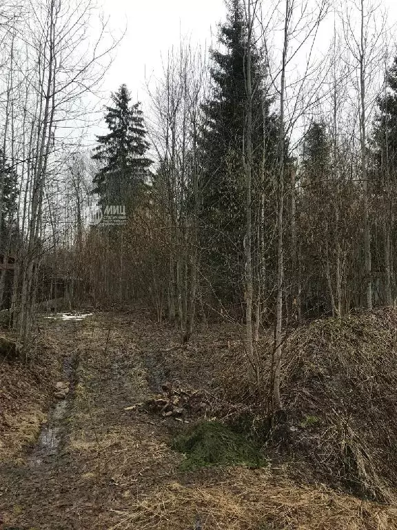 Продается участок в рп Лесной - Фото 0