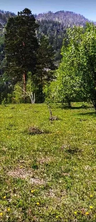 Участок в Алтай, Чемальский район, Узнезинское с/пос, с. Узнезя  (11.0 ... - Фото 2