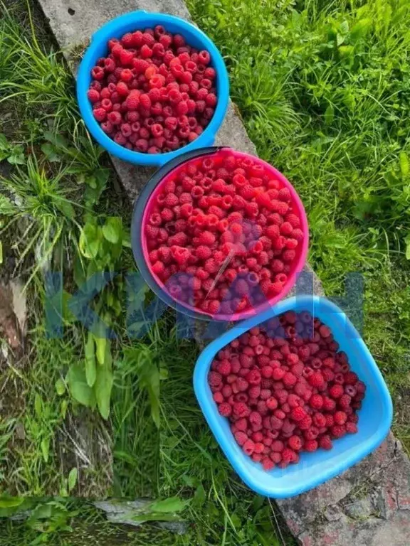 Участок в Красноярский край, Красноярск Ручеек садовое товарищество, ... - Фото 1