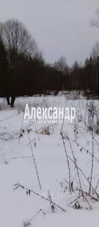 Участок в Ленинградская область, Приозерский район, Кузнечнинское ... - Фото 0