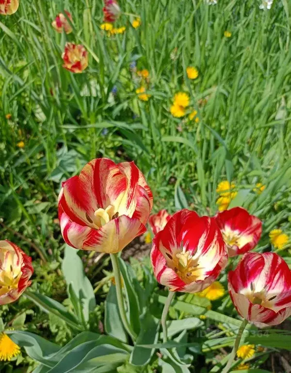 Дом в Башкортостан, Уфимский район, Черкасский сельсовет, с. Черкассы  ... - Фото 2