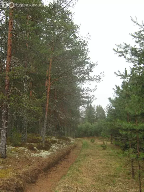 Участок в Тверская область, Пеновский муниципальный округ (460 м) - Фото 1