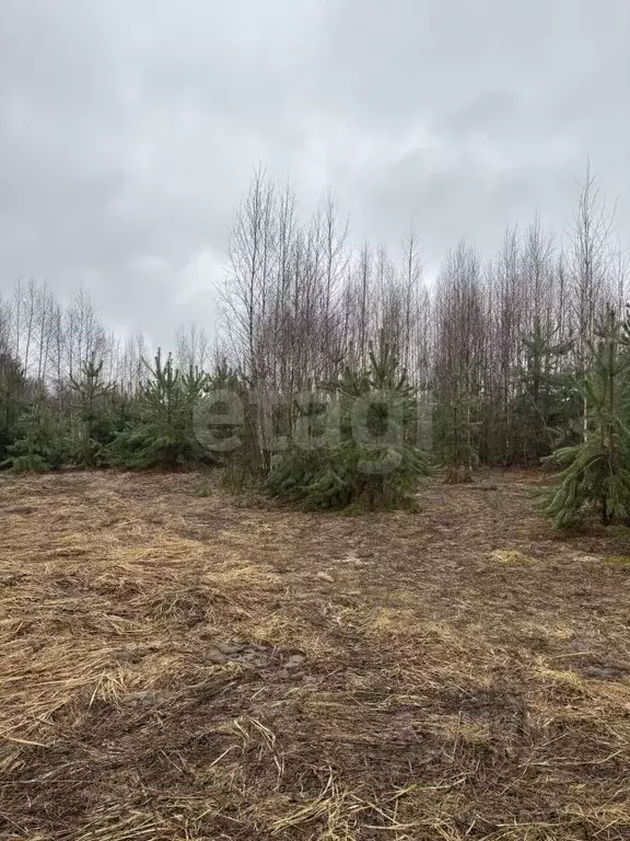 Участок в Владимирская область, Ковров  (10.54 сот.) - Фото 2