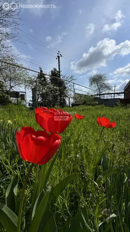 Дом в станица Переясловская, улица Гоголя, 36 (68 м) - Фото 1