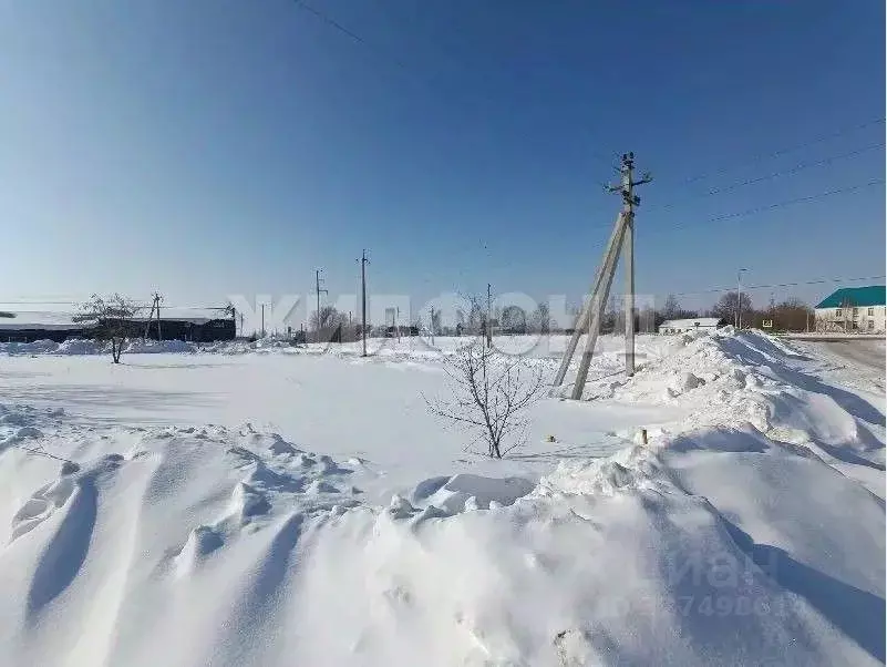 Участок в Новосибирская область, Колыванский район, д. Южино Северная ... - Фото 1