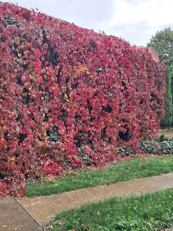 Дом в Краснодарский край, Апшеронский район, Нижегородское с/пос, ... - Фото 2