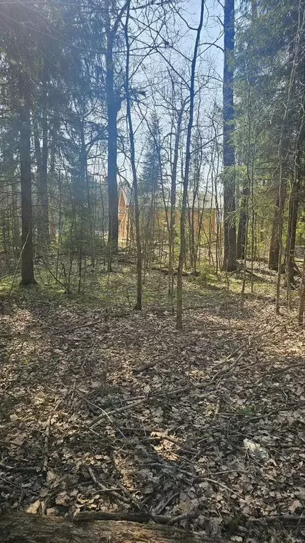 Участок в Московская область, Пушкинский городской округ, д. Могильцы, ... - Фото 1