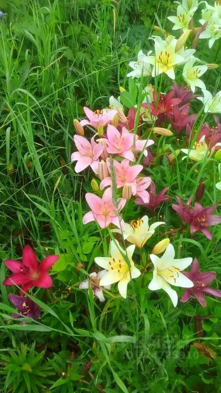 Участок в Московская область, Ногинск Богородский городской округ, ... - Фото 1