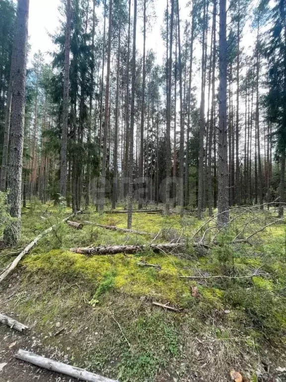 Участок в Вологодская область, Кадуйский муниципальный округ, ... - Фото 2