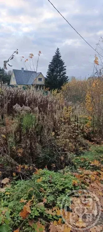 Участок в Ленинградская область, Лужский район, Скребловское с/пос, ... - Фото 2