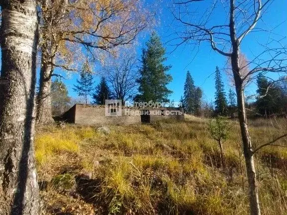 Участок в Ленинградская область, Выборгский район, Каменногорское ... - Фото 0