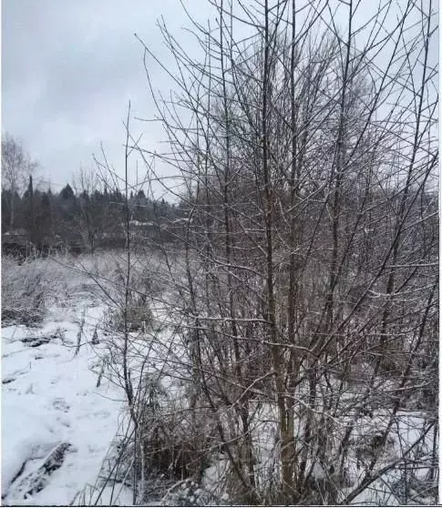 Участок в Калужская область, Жуковский муниципальный округ, Истье ... - Фото 2