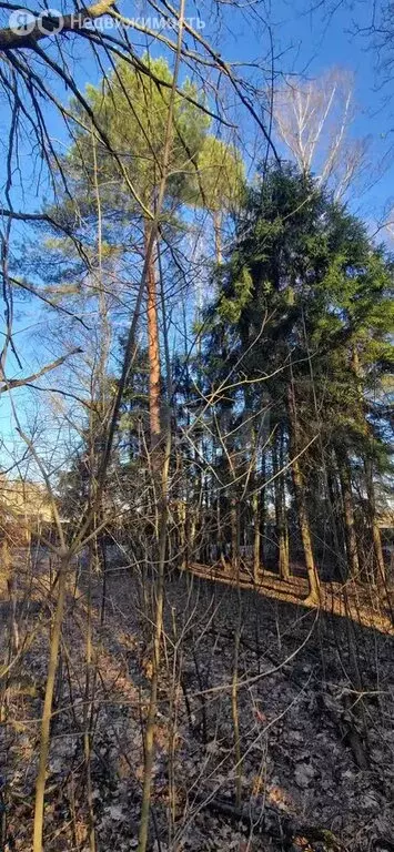 Участок в Московская область, городской округ Солнечногорск, садовое ... - Фото 1