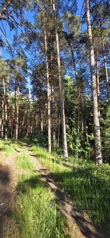 Участок в Марий Эл, Йошкар-Ола  (1.58 га.) - Фото 1