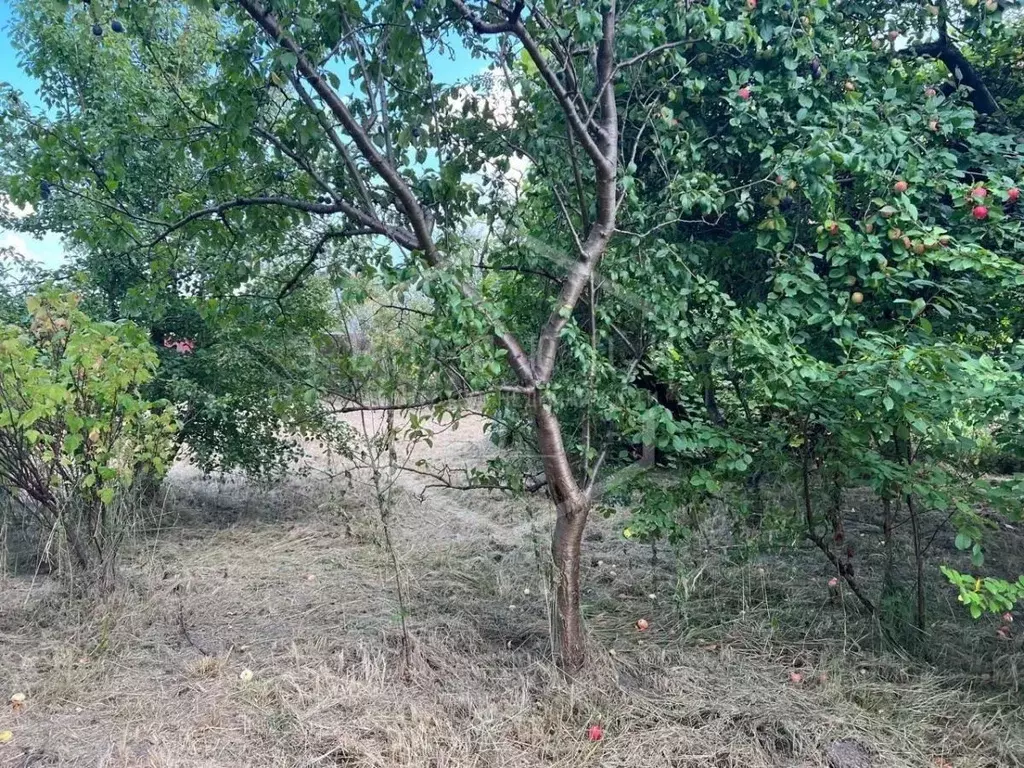 Участок в Калининградская область, Калининград Чайка СНТ, проезд ... - Фото 1