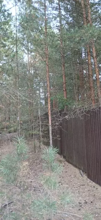 Участок в Владимирская область, Судогодский район, Вяткинское ... - Фото 1