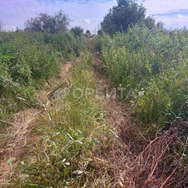 Участок в Тюменская область, Тюмень Царево садовое товарищество, ул. ... - Фото 1