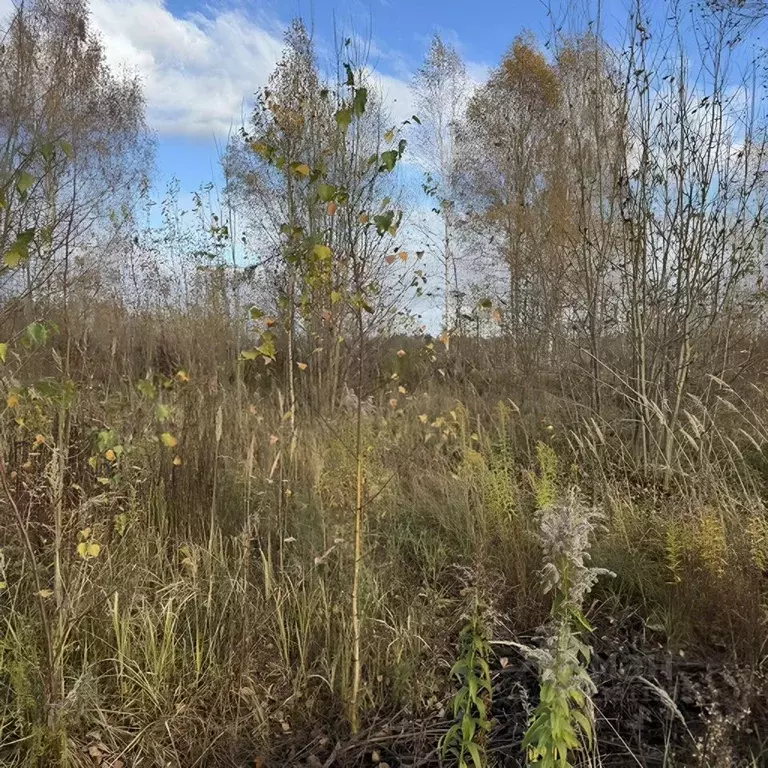 Участок в Ленинградская область, Тосненский район, Федоровское ... - Фото 1