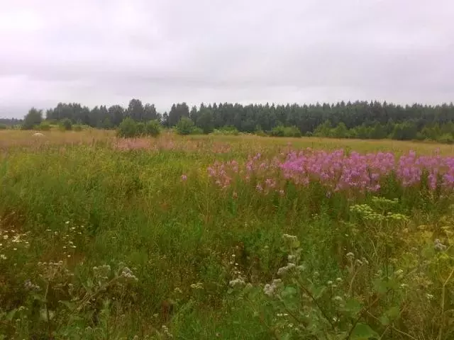 Продается участок в д. Повадино - Фото 0