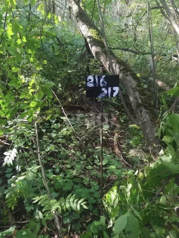 Участок в Калужская область, Бабынинский муниципальный округ, ... - Фото 2