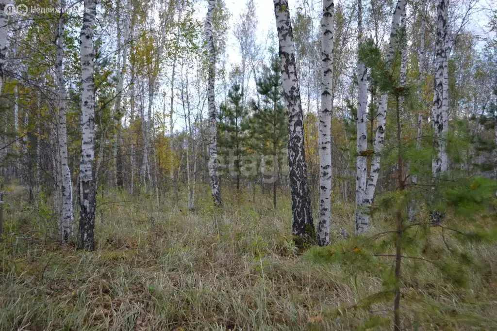 Участок в Курган, садовое товарищество Труд (10 м) - Фото 1