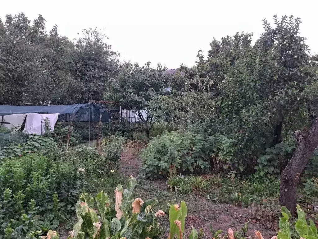 Участок в Адыгея, Майкоп ул. Свободы (6.2 сот.) - Фото 2