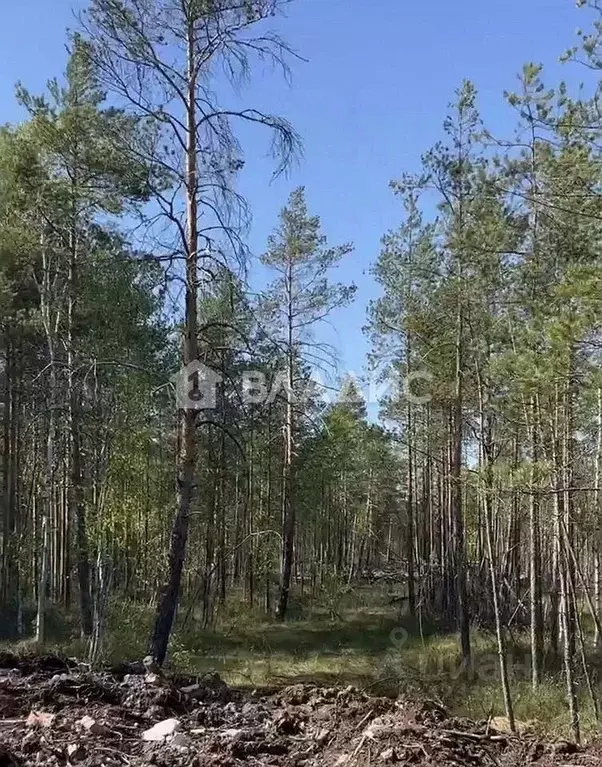 Участок в Ленинградская область, Всеволожское городское поселение, ... - Фото 1