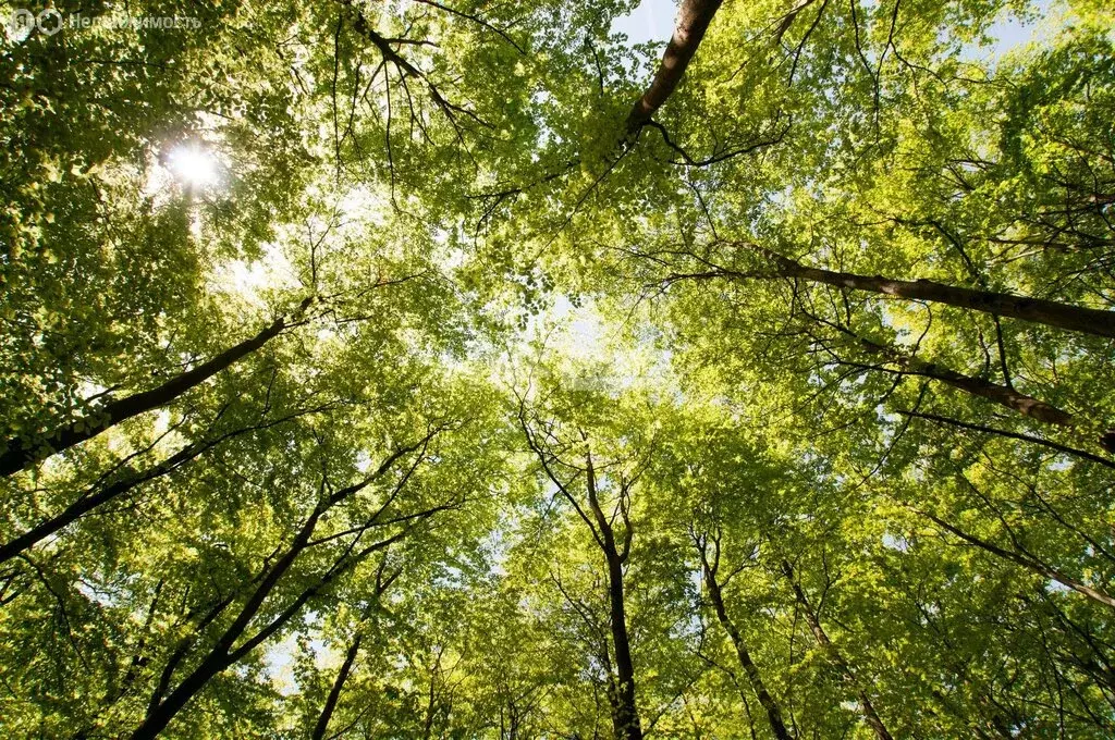 Участок в Иславское, КП Иславское имение (13 м) - Фото 2