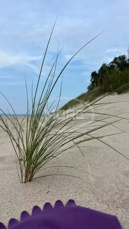 Участок в Калининградская область, Зеленоградский муниципальный округ, ... - Фото 1