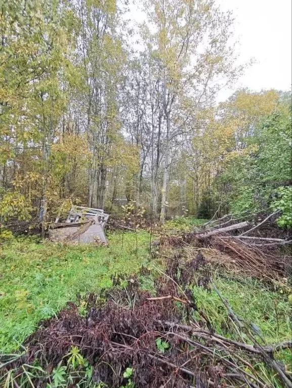 Участок в Ленинградская область, Волховский район, Кисельнинское ... - Фото 1
