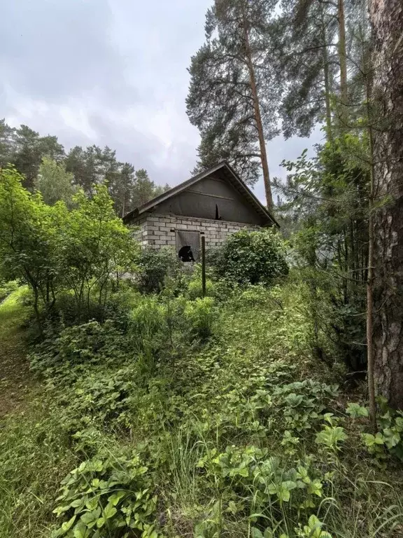 Участок в Пермский край, Пермь Ягодка-2 СНТ, 59 (5.0 сот.) - Фото 1