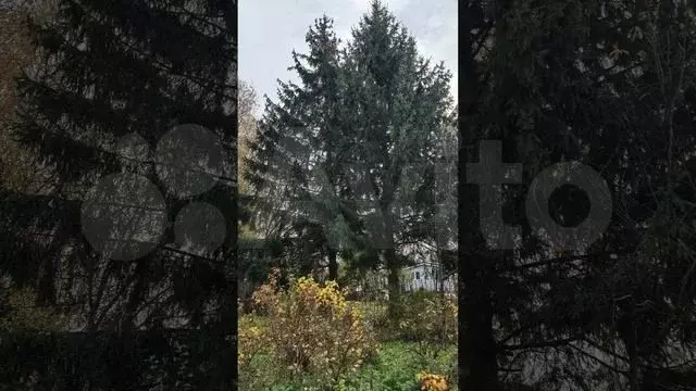 Участок 20 сот. (СНТ, ДНП) - Фото 1