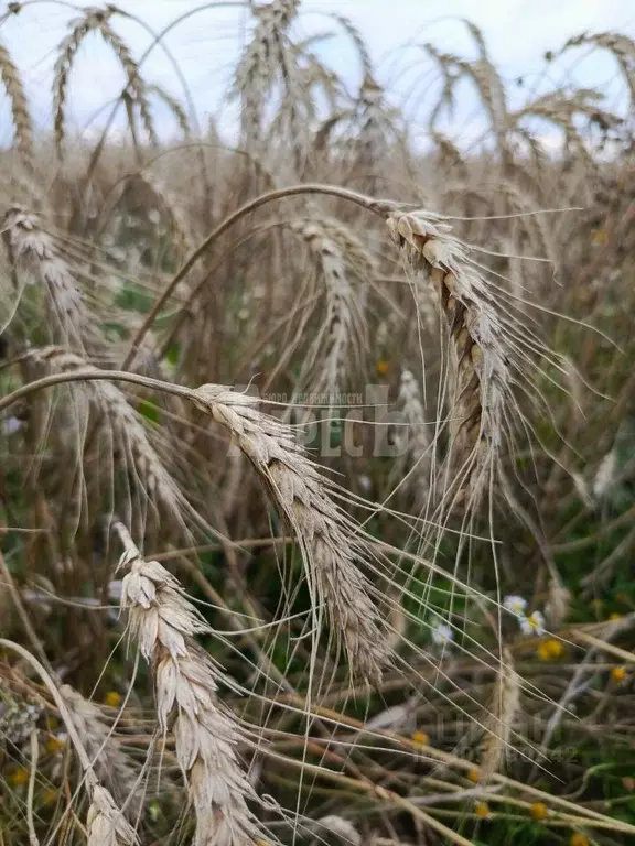 Участок в Калужская область, Жуковский район, Верховье с/пос, д. Трясь ... - Фото 0