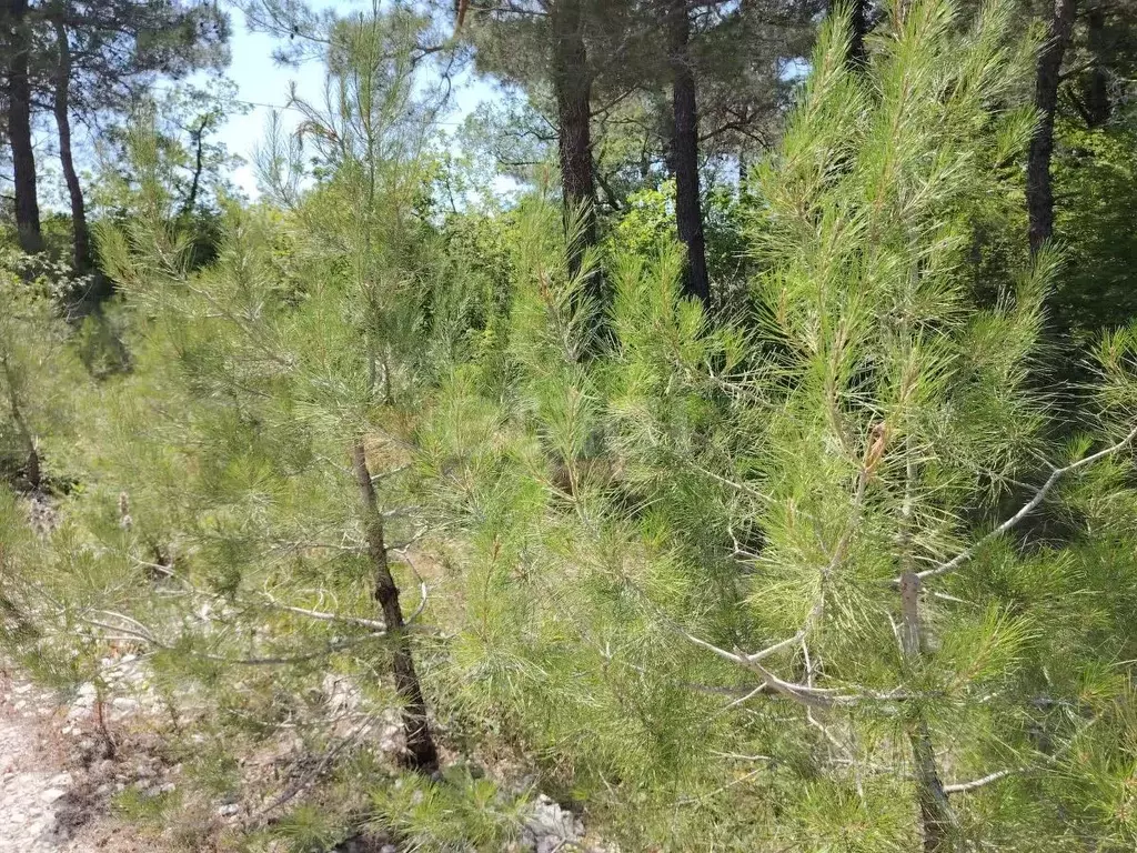 Участок в Краснодарский край, Геленджик  (8.0 сот.) - Фото 1