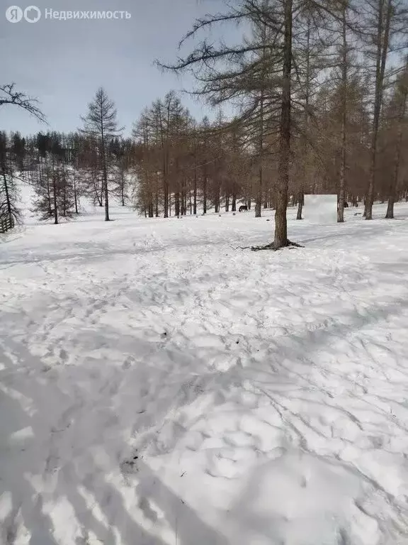 Участок в Усть-Коксинский район, село Амур (1150 м) - Фото 1