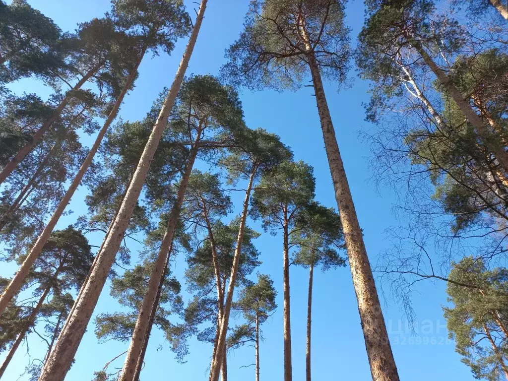 Участок в Ленинградская область, Всеволожский район, Токсовское ... - Фото 1