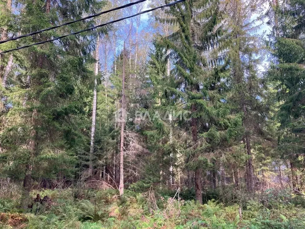 Участок в Ленинградская область, Ломоносовский район, Лопухинское ... - Фото 1