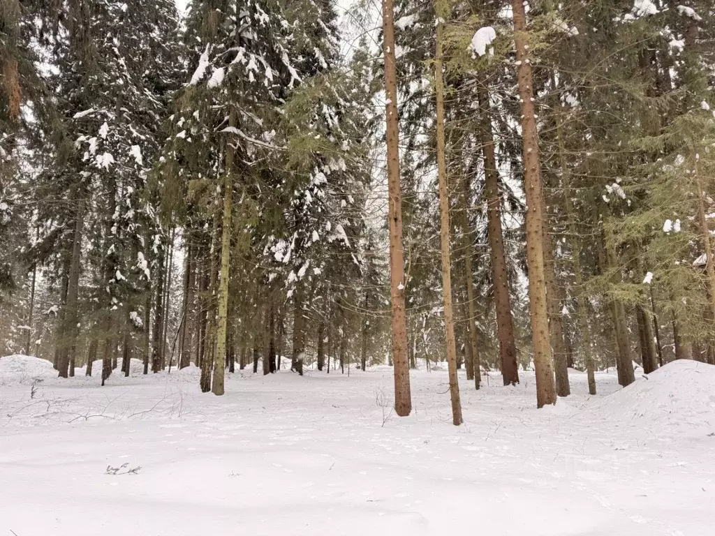 Участок в Московская область, Одинцовский городской округ, Рига лес кп ... - Фото 1
