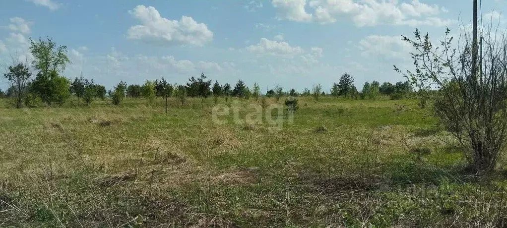 Участок в Воронежская область, Верхнехавский район, Малоприваловское ... - Фото 0