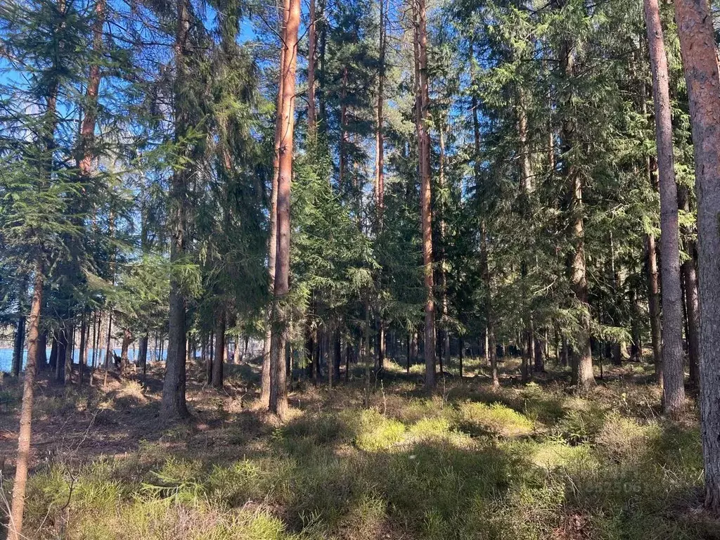 Участок в Ленинградская область, Всеволожское городское поселение  ... - Фото 0