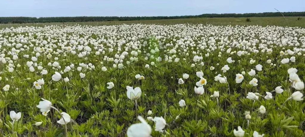 Участок в Бурятия, Кабанский район, с. Истомино  (8.0 сот.) - Фото 1