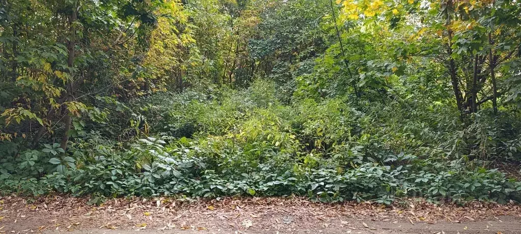 Участок в Московская область, Подольск городской округ, д. Федюково ... - Фото 1