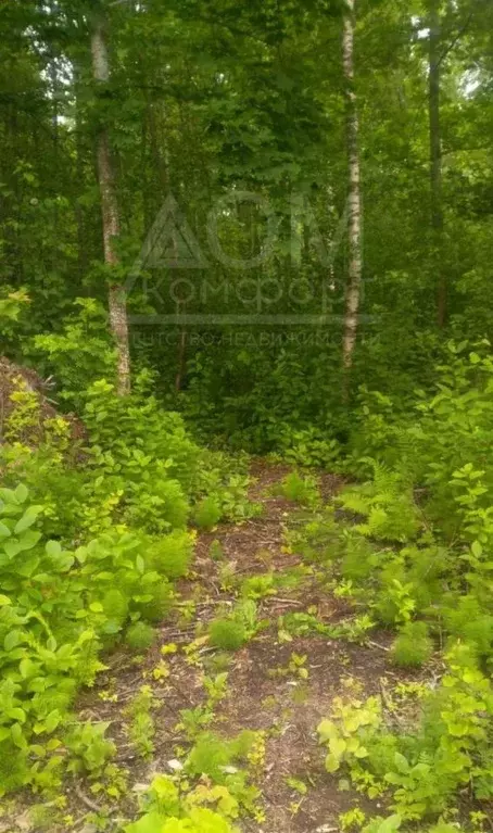 Участок в Ленинградская область, Приозерский район, Плодовское с/пос, ... - Фото 1