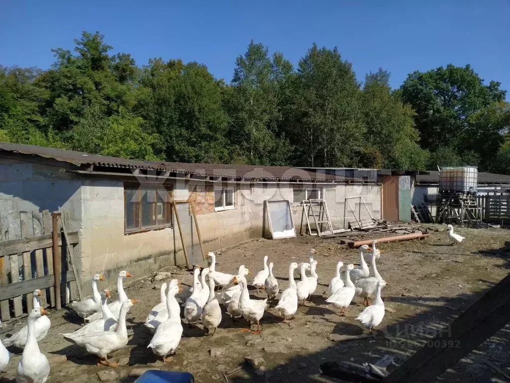 Участок в Калининградская область, Багратионовский муниципальный ... - Фото 0