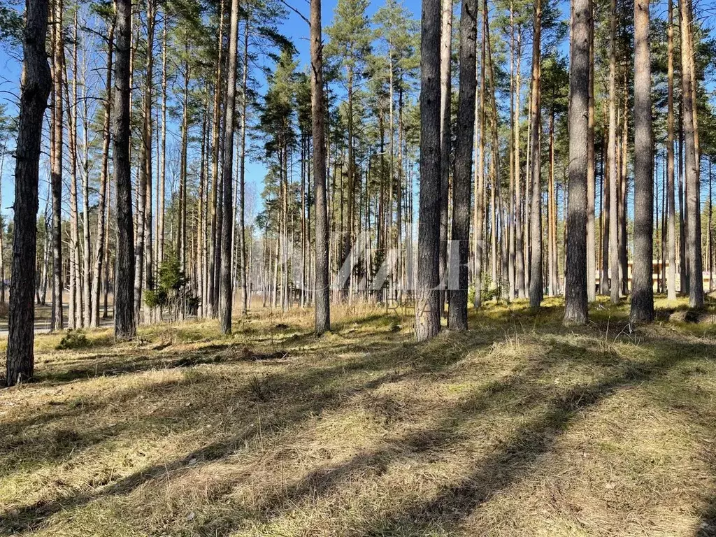 Участок в Ленинградская область, Приозерский район, Петровское с/пос, ... - Фото 2