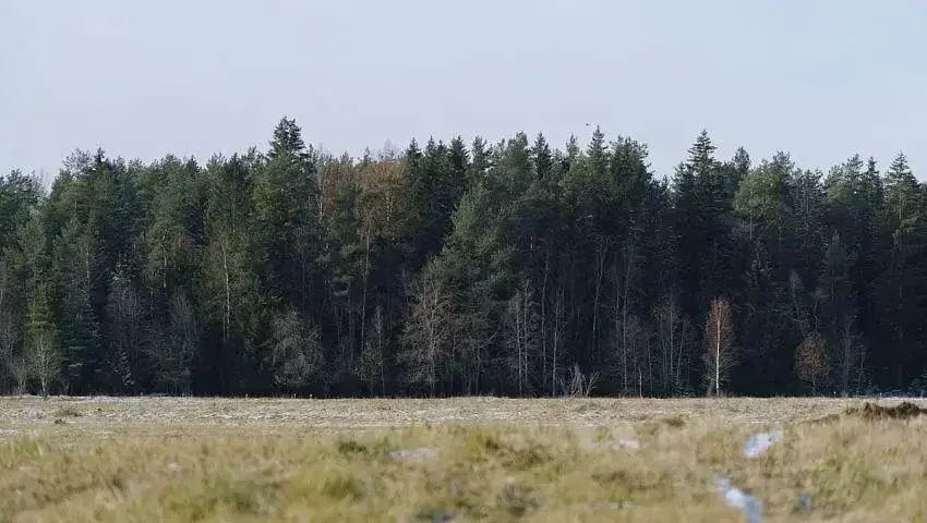 Участок, 6 сот., сельхоз (снт или днп) - Фото 0