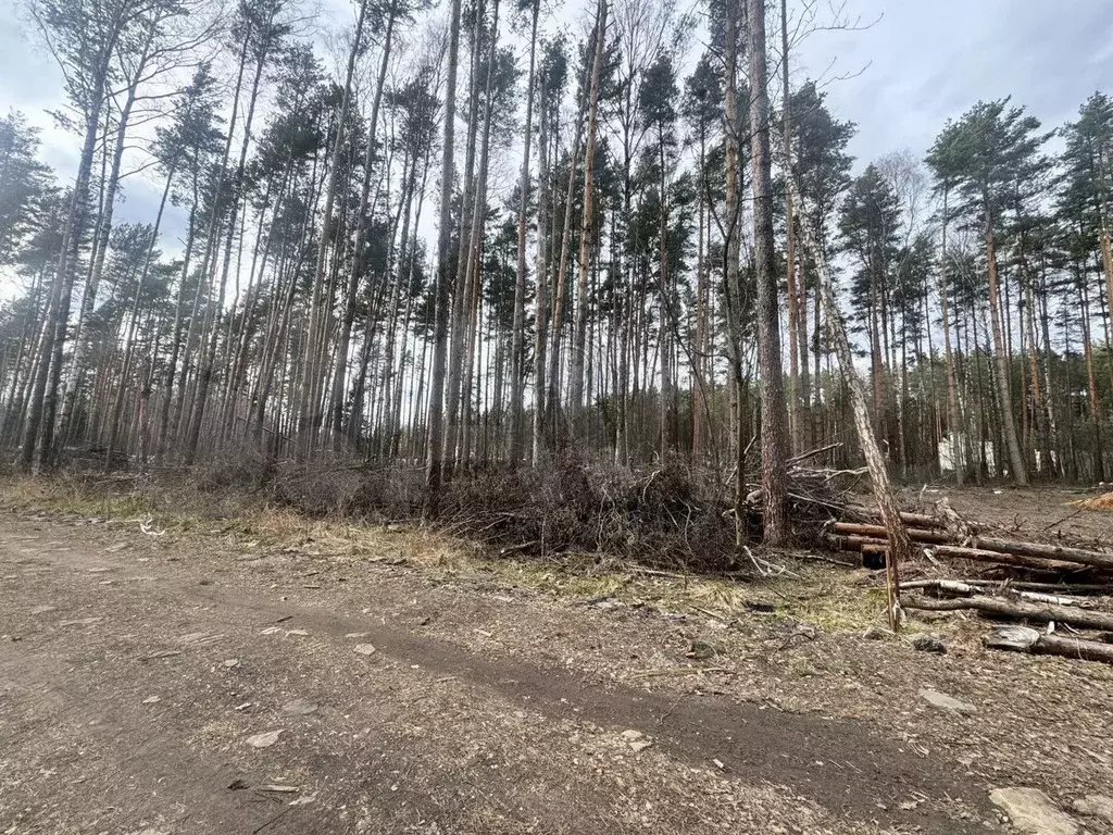 Участок 16,8 сот. (СНТ, ДНП) - Фото 0
